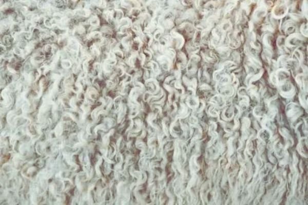 Wool carpet that looks like Sisal